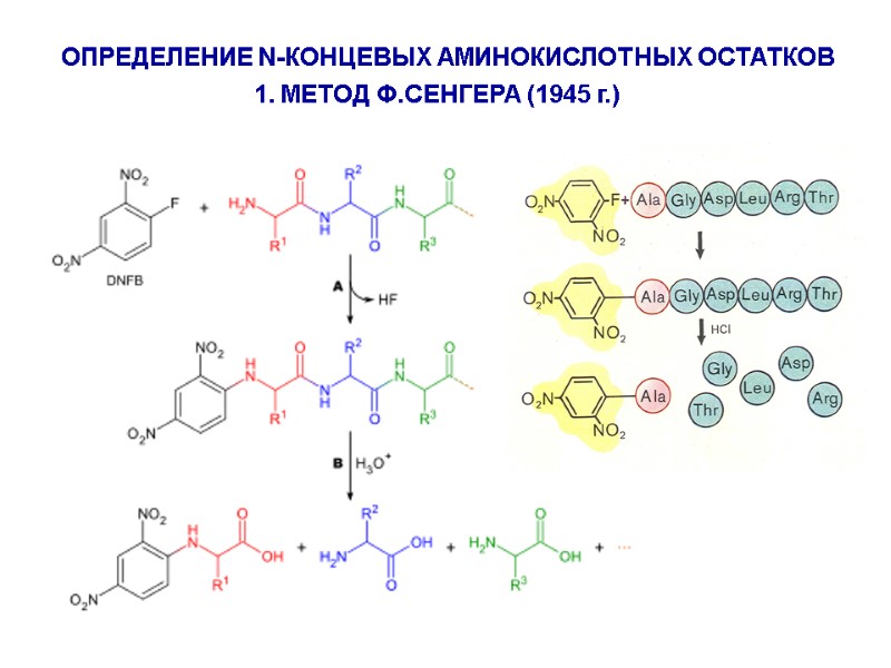 ОПРЕДЕЛЕНИЕ N-КОНЦЕВЫХ АМИНОКИСЛОТНЫХ ОСТАТКОВ 1. МЕТОД Ф.СЕНГЕРА (1945 г.)